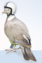 brockmann-tumbleweedbird